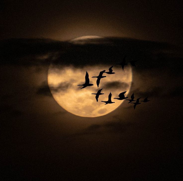 “Oltin zanglamas” — Shuhrat